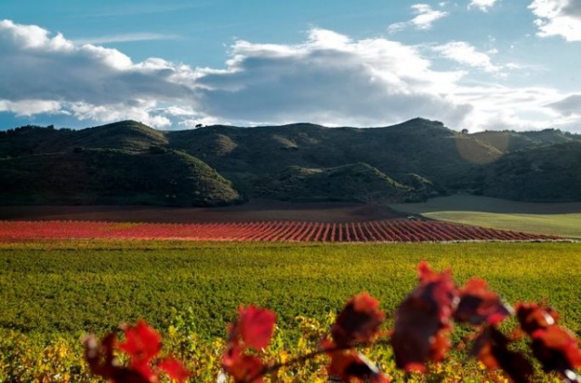 vinedos con montanas de fondo